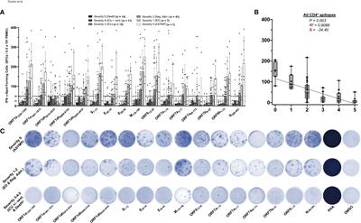 High frequencies of alpha common cold coronavirus/SARS-CoV-2 cross-reactive functional CD4+ and CD8+ memory T cells are associated with protection from symptomatic and fatal SARS-CoV-2 infections in unvaccinated COVID-19 patients